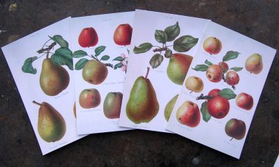 Herefordshire Pomona Postcards