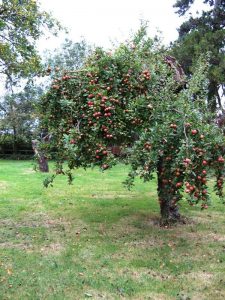 Old Tree – Barcelona Pearmain
