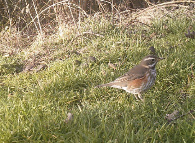 thrush
