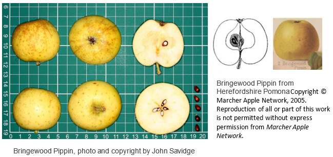 Discovered Varieties Marcher Apple Network