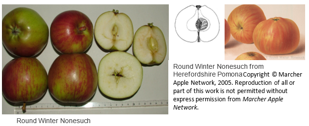 Discovered Varieties Marcher Apple Network